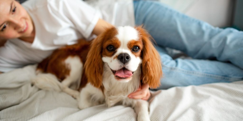 Are Mixed-Breed Dogs Really Healthier Than Purebreds? New Research Challenges Common Myth