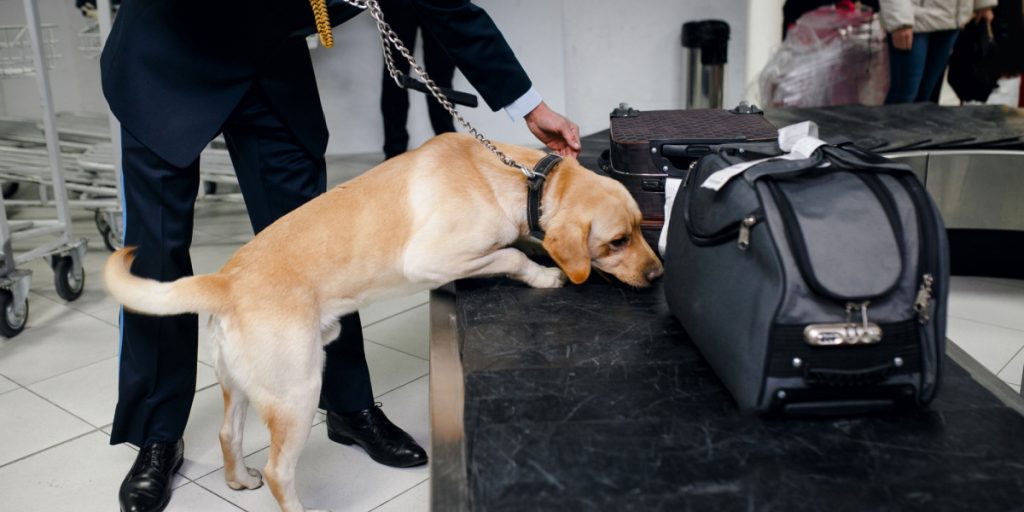 Airport Security Dog Sniffs out Something Unusual in Passenger’s Luggage — Mummified Monkeys