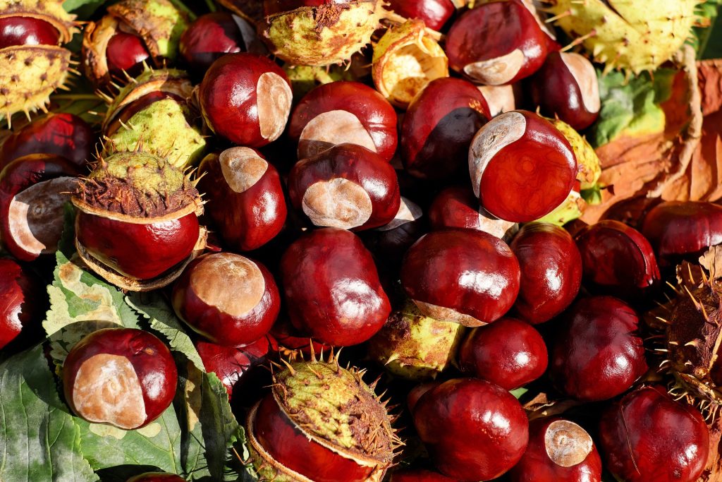 Eco-Friendly and Effective: How Chestnuts Can Be Used in the Household