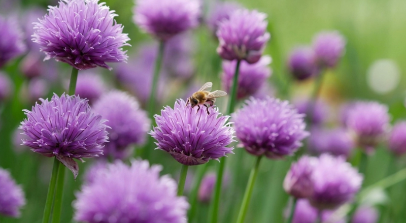Flowering Chives: Poisonous or Edible?