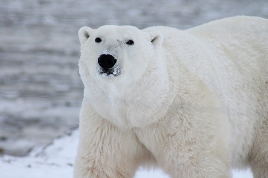 Man Fights Polar Bear to Save Wife in Northern Canada