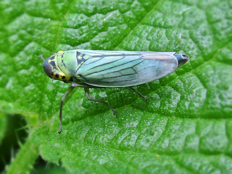 Common Backyard Insect Inspires New Invisibility Tech