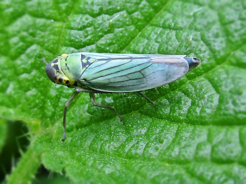 Common Backyard Insect Inspires New Invisibility Tech