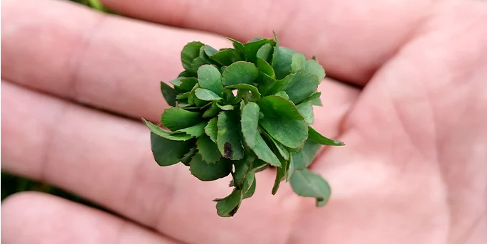 World’s Luckiest Gardener Grows 63-Leaf Clover