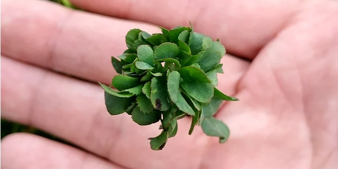 World’s Luckiest Gardener Grows 63-Leaf Clover