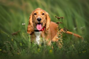 10 Dog Breeds You Should Avoid If You Have Small Kids