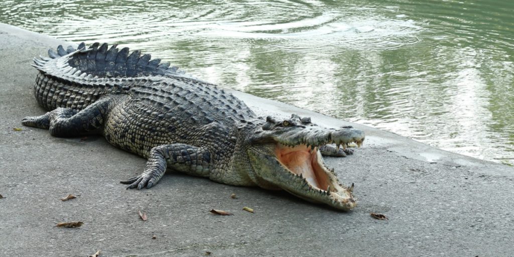 Villagers Capture 16-Foot Crocodile After Fatal Attack on Local