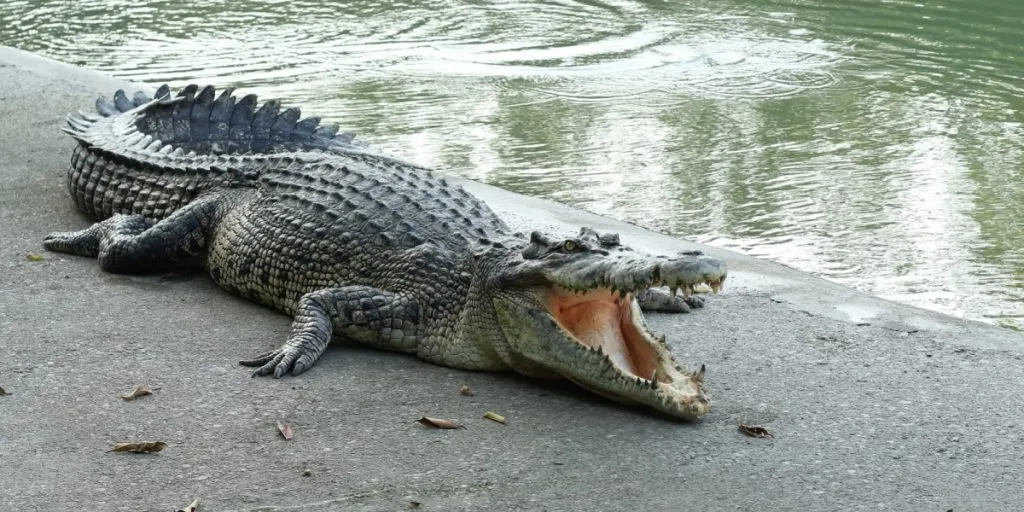 Villagers Capture 16-Foot Crocodile After Fatal Attack on Local