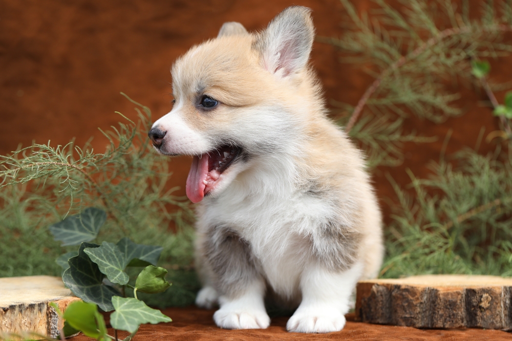 Which Dog Breed is the Cutest? Here Are 10 Great Picks – Is Yours on the List?