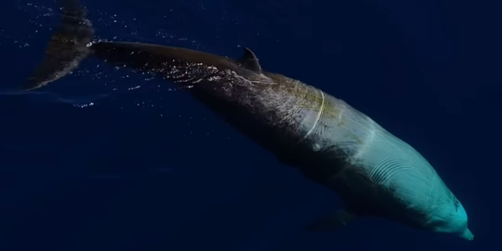 Extremely Rare Whale Washes Ashore in New Zealand