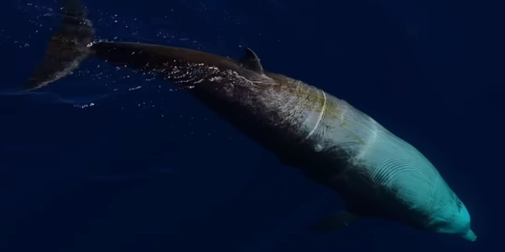 Extremely Rare Whale Washes Ashore in New Zealand