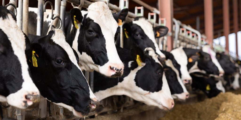US Detects Bird Flu in Dairy Cows