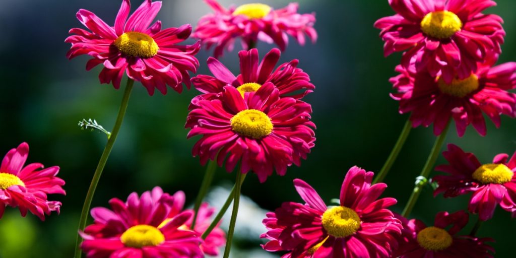 The Deadliest Flower in the Insect World Is an Ally to Gardeners