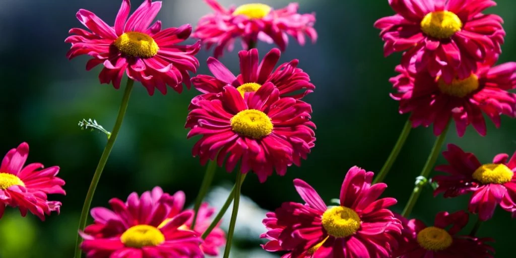 The Deadliest Flower in the Insect World Is an Ally to Gardeners
