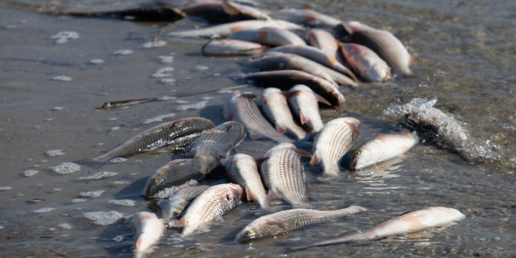 “Will Be Our Death”: Tons of Dead Fish Wash Ashore on Greek Beaches