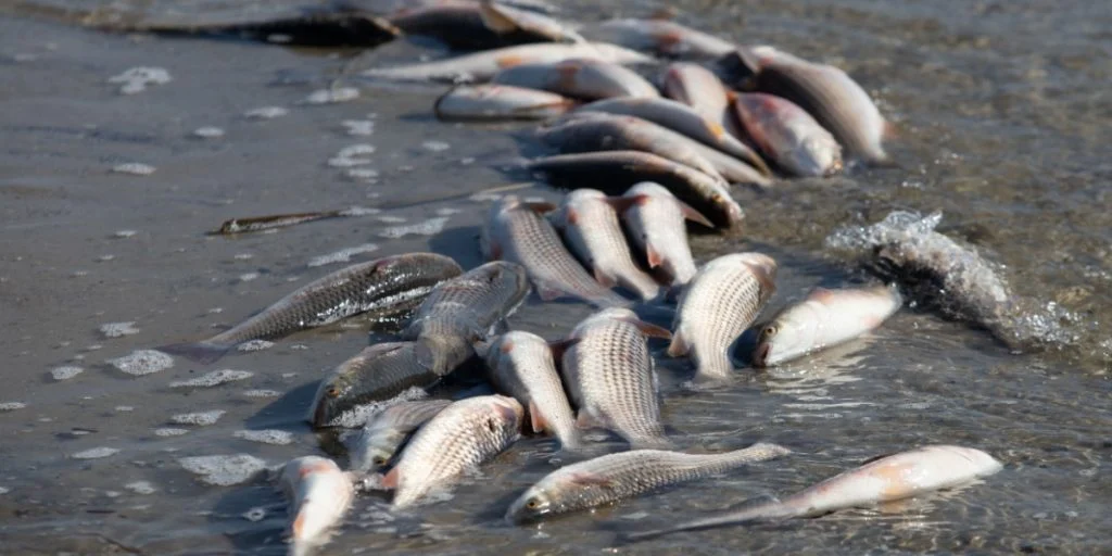 “Will Be Our Death”: Tons of Dead Fish Wash Ashore on Greek Beaches