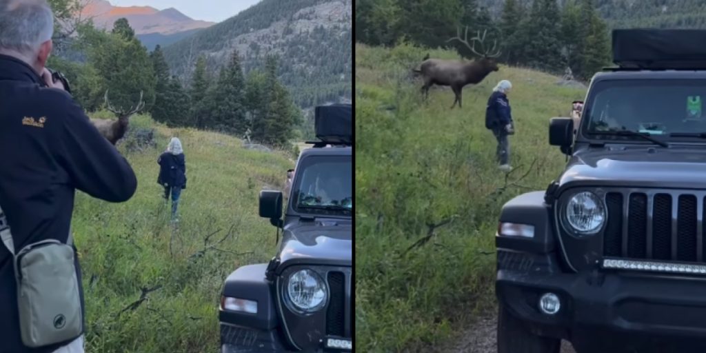 Video Shows Tourist Way Too Close to Massive Elk in Rocky Mountain National Park