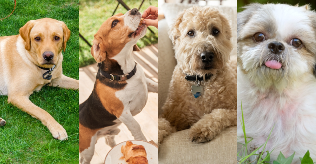 These 20 Dog Breeds Are Ideal for You If You’re Getting Your First Pet