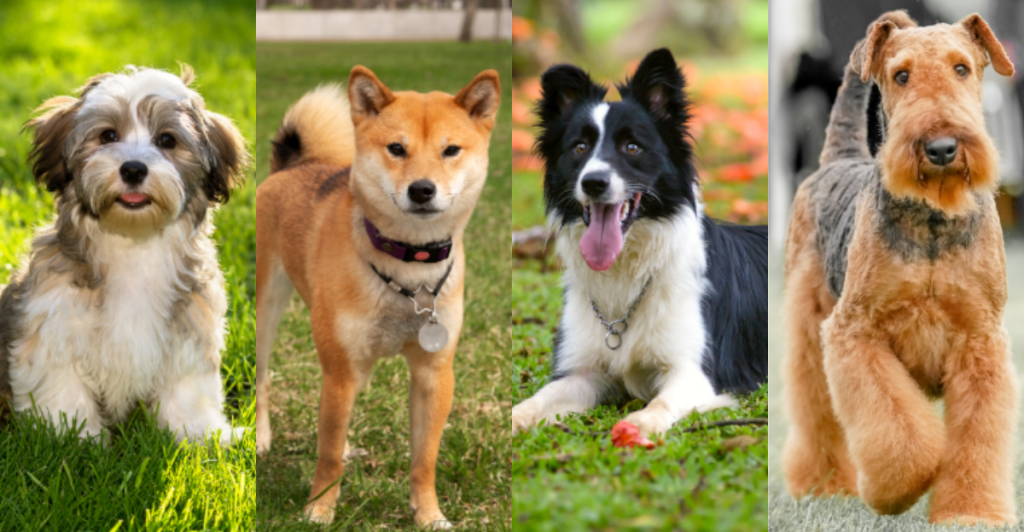 The 13 Healthiest Dog Breeds That Will Be Your Loyal Companion for Years
