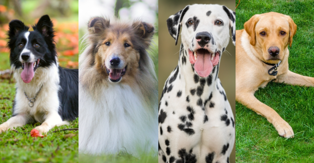Stay Away From These 25 Popular Dog Breeds If You Can’t Stand Fur Everywhere