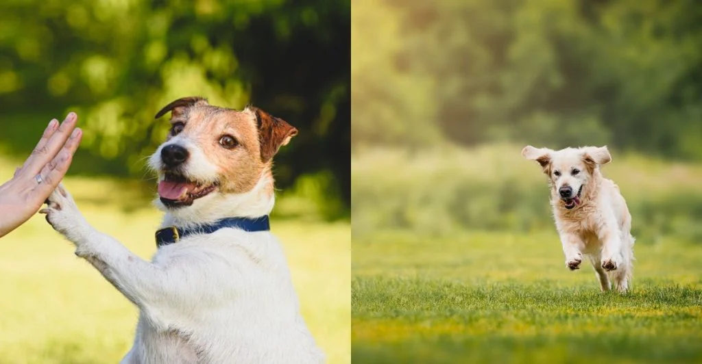 Check the List: Is Your Dog Among the 13 Most Intelligent and Charming Breeds in the World?