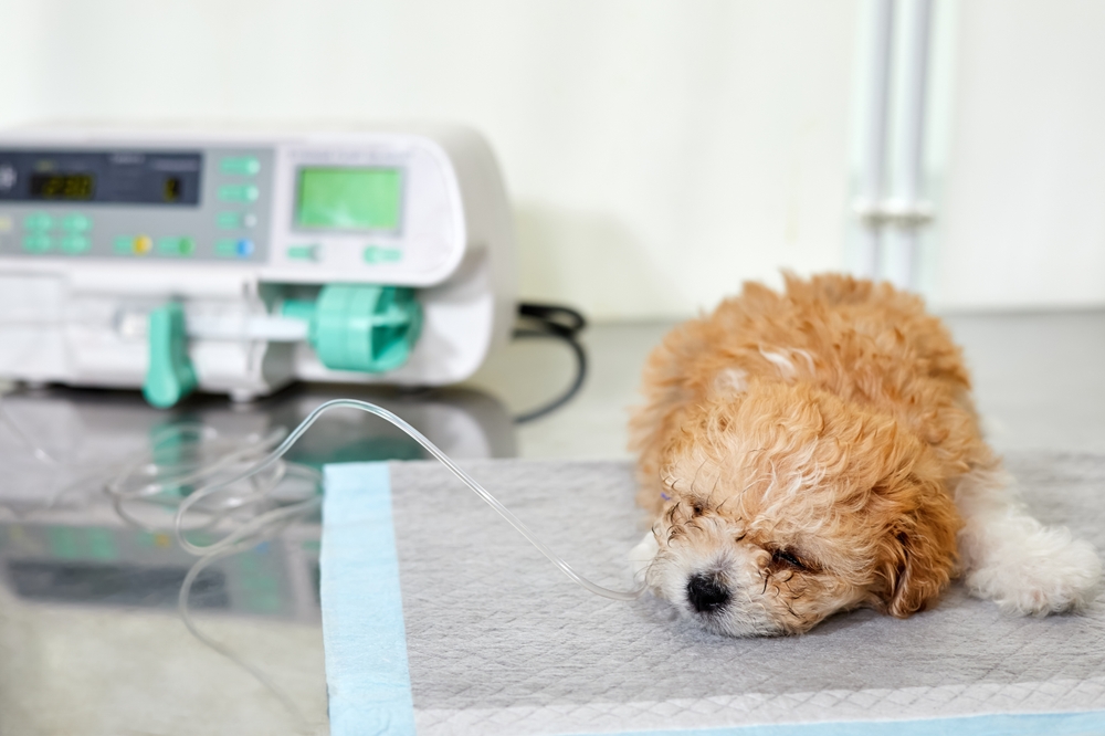 Take care of the Dog! These Foods Can Be Dangerous and Even Deadly for Dogs