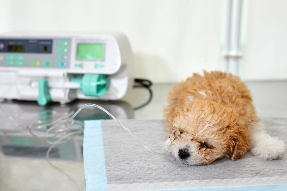 Take care of the Dog! These Foods Can Be Dangerous and Even Deadly for Dogs