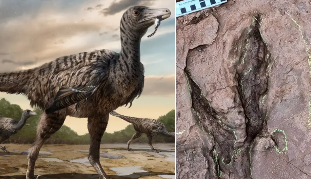 Giant Raptor Discovered: Footprints Indicate New Dinosaur Species in China
