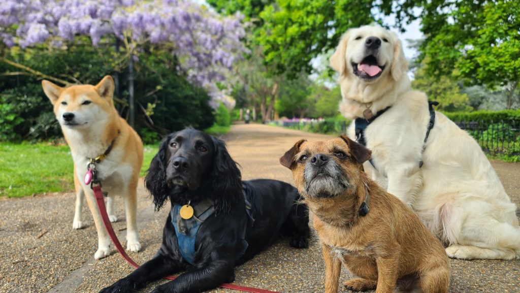 These 20 Dog Breeds Are the Hardest to Train – Think Twice Before Choosing One