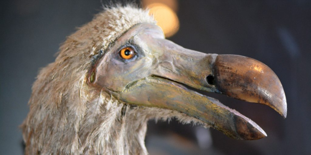 Tech Giant Plans to Resurrect Extinct Giant Bird