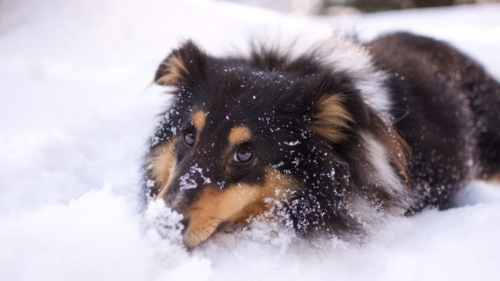 Remember to Care for Your Dog’s Paws After Walks in the Snow