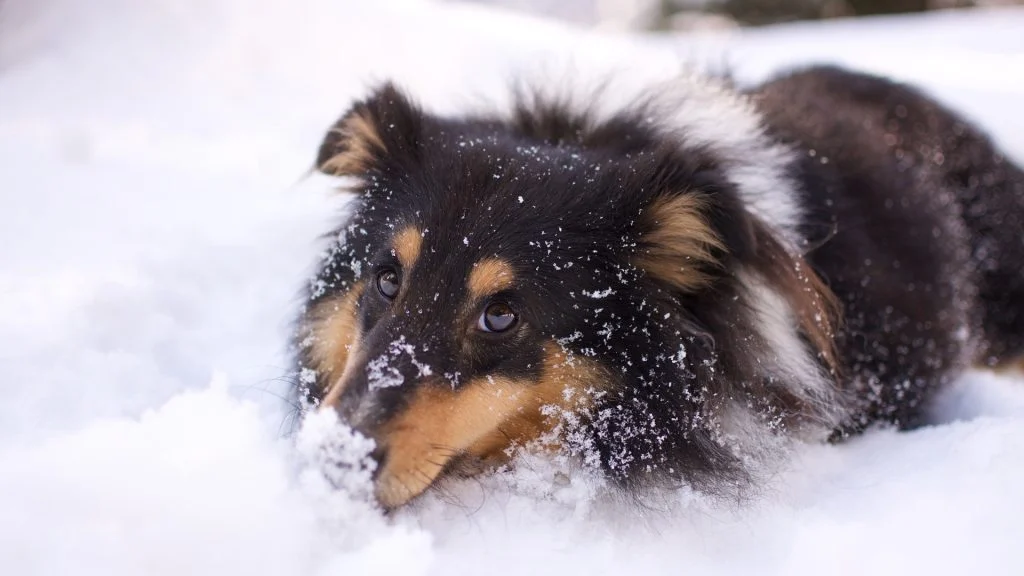 Remember to Care for Your Dog’s Paws After Walks in the Snow