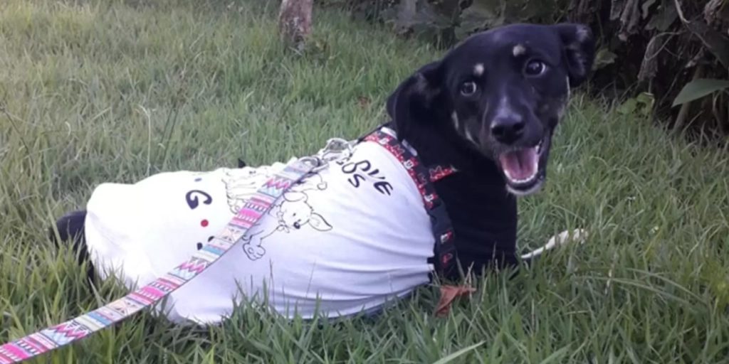 ‘Angel’ Spotted Rescuing a Stray Dog on Her Way Home from School