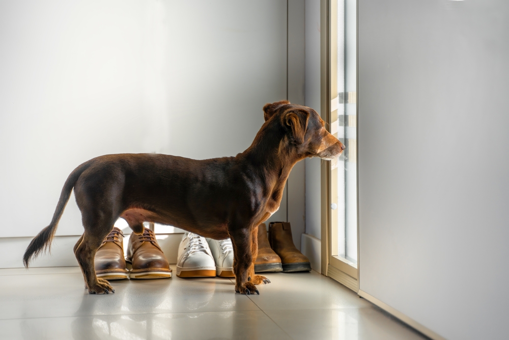 13 Dog Breeds That Struggle with Being Home Alone