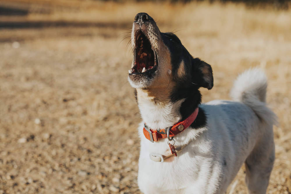 Vets Sound Alarm Over Popular Dog Chews, Could Trigger “Werewolf Syndrome”
