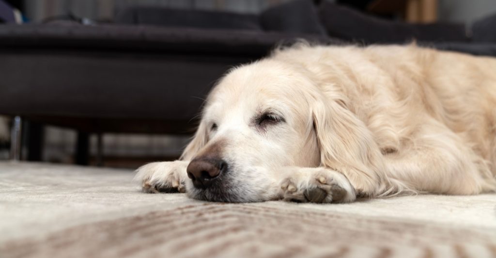 10 Strange Things Dogs Do – And What They Mean