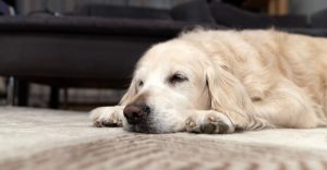 10 Strange Things Dogs Do – And What They Mean
