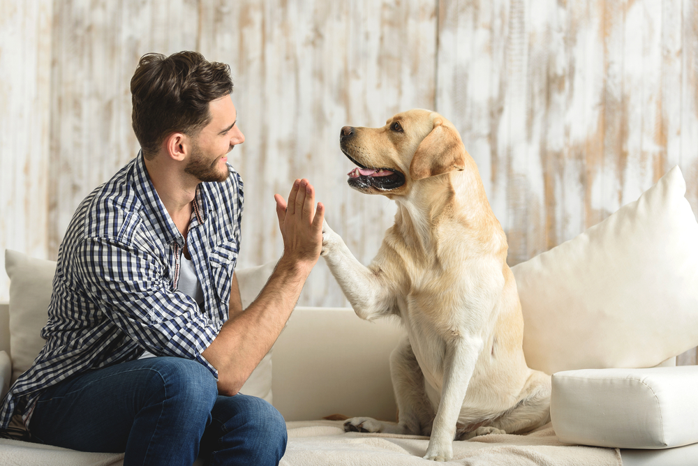 What Your Dog Tries to Tell You When Putting Its Paw on You