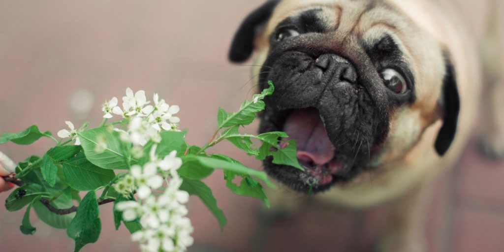 Advice for Garden Owners: These 7 Plants Can Be Toxic to Your Pet