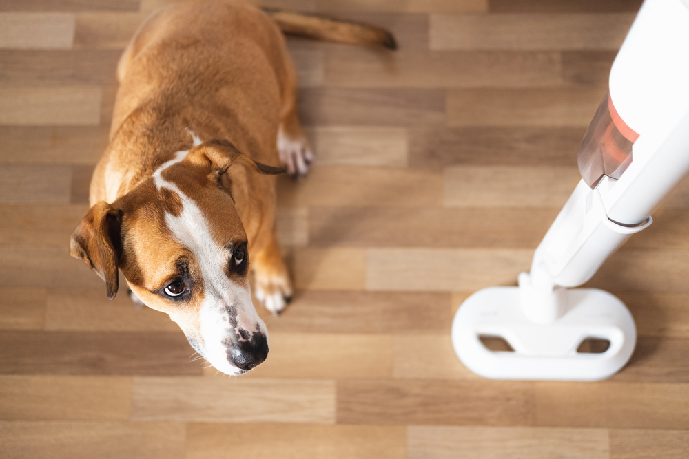 How to Apologize to Your Dog After Stepping on Their Paw