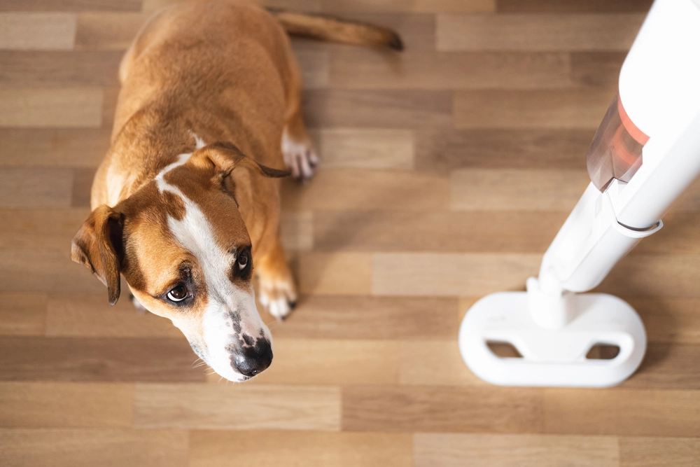 How to Apologize to Your Dog After Stepping on Their Paw