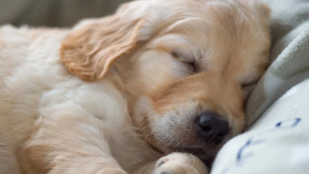 Want Better Sleep? Study Suggests Sharing Bed with Your Dog Over Your Partner