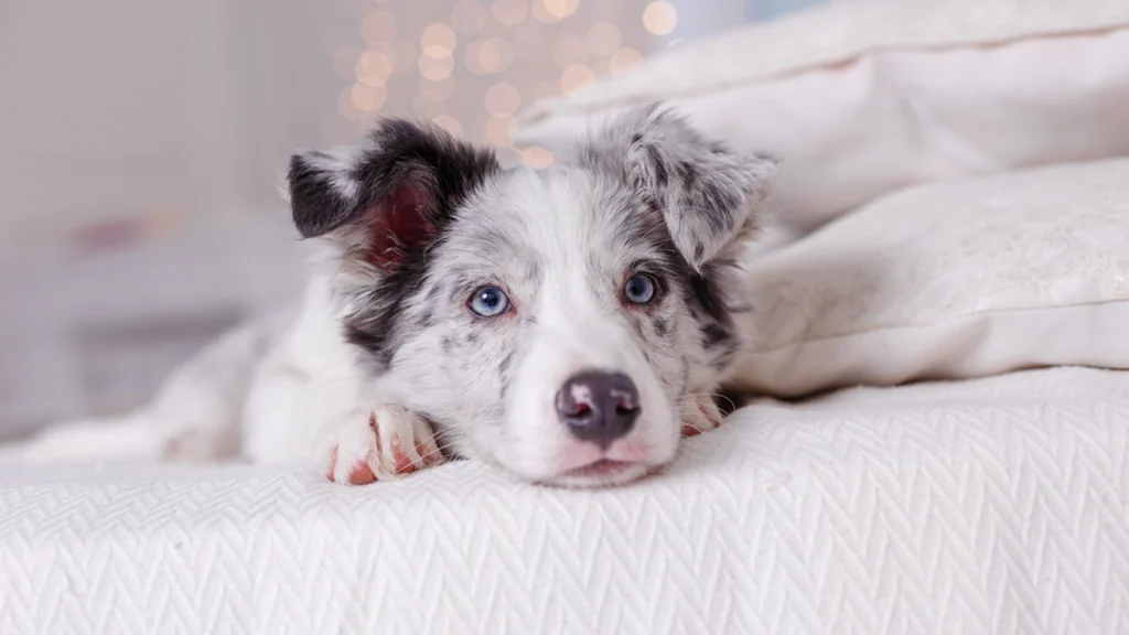 How to Keep Your Dog Relaxed in Public