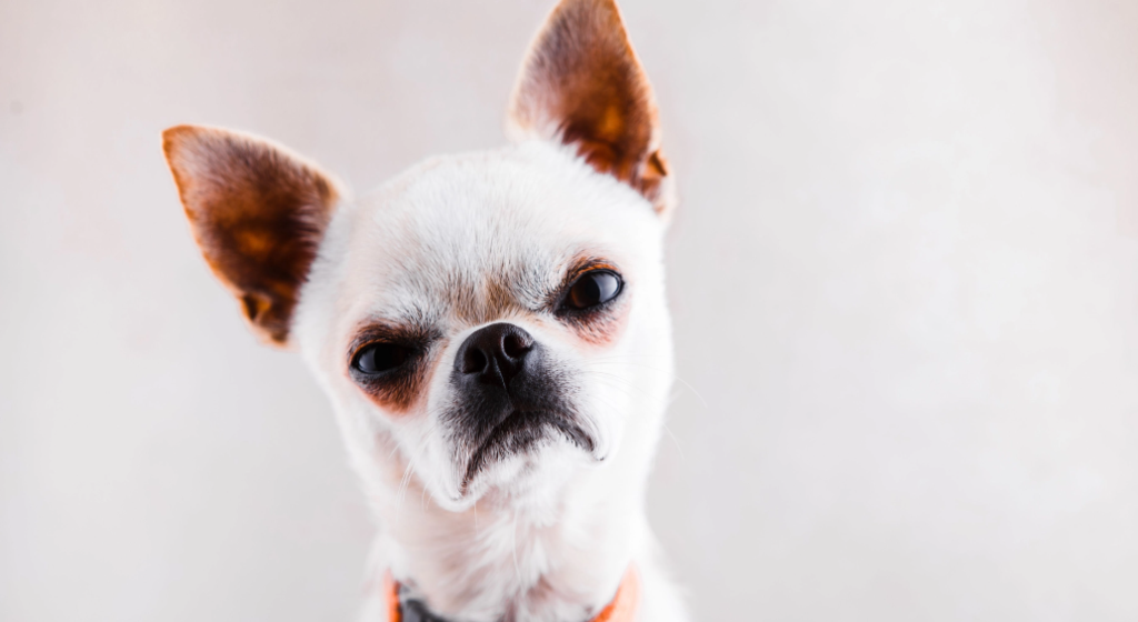 The 10 Most Jealous Dog Breeds: Is Your Pet on the List?