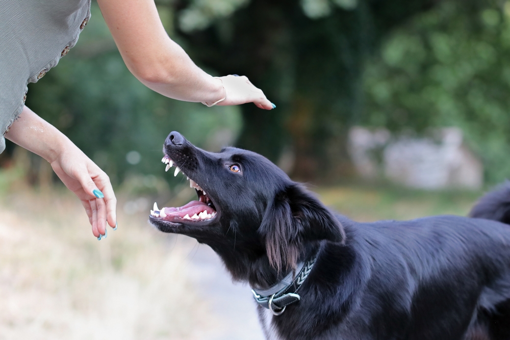 The Biggest Mistakes in Dog Training: 18 Things You Should Never Do