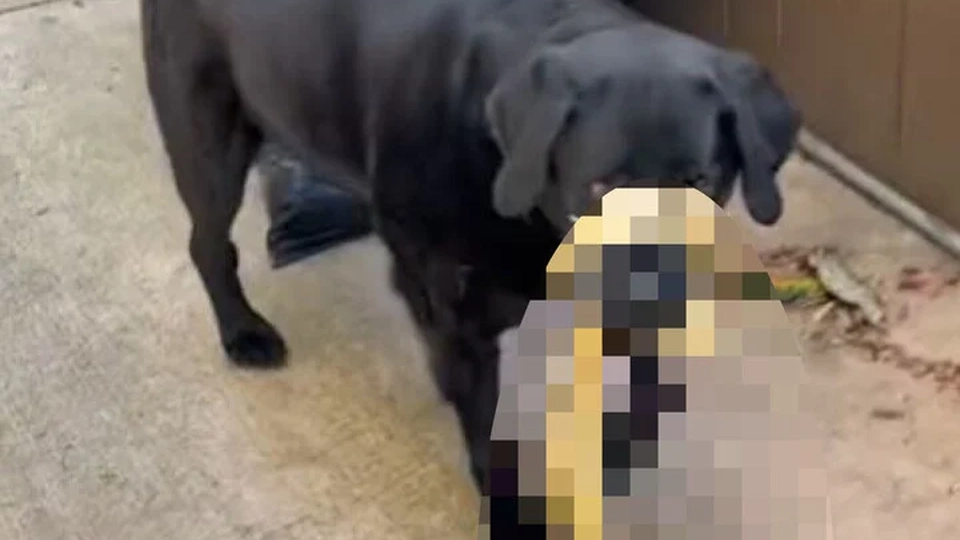Dog returns with a shocking surprise: Owner immediately calls for assistance
