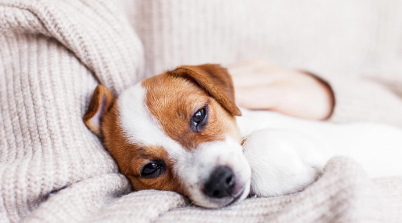 Avoidable Accidents: Dog Owners Warn About Dangers of Snack Bags