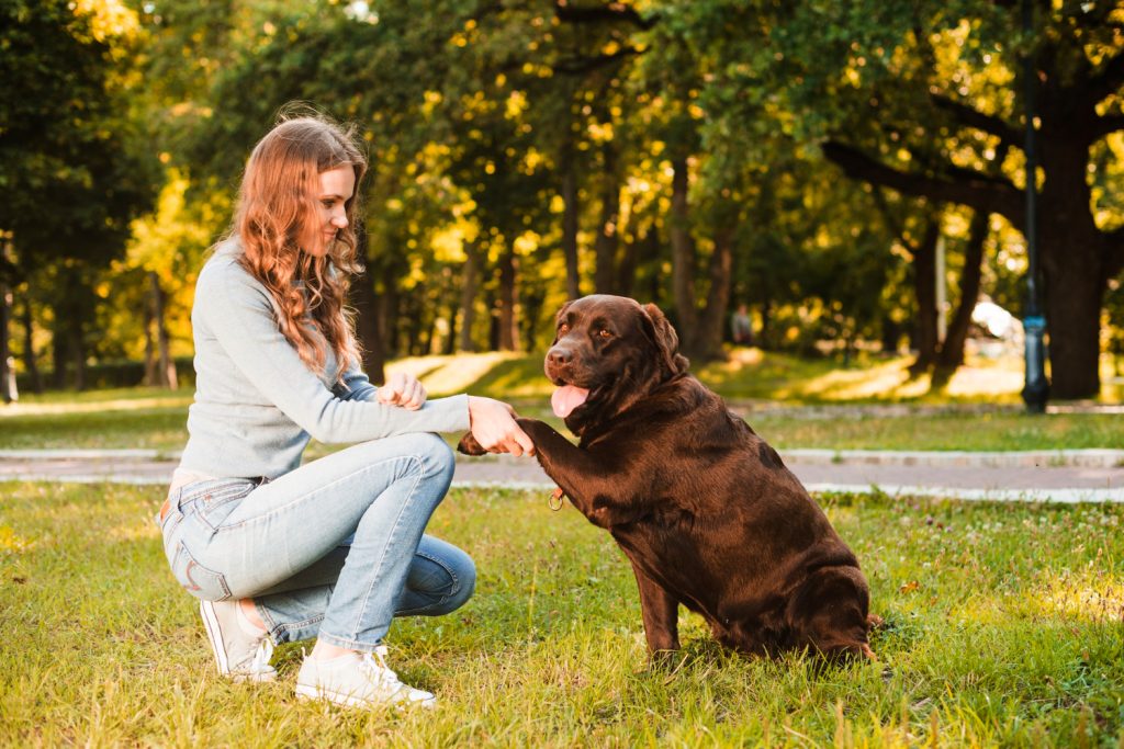 10 Dogs That Are Extremely Hard To Train: Is Yours On The List?