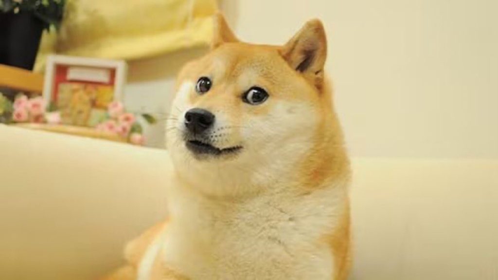 Kabosu, the Meme “Doge”, Has Passed Away