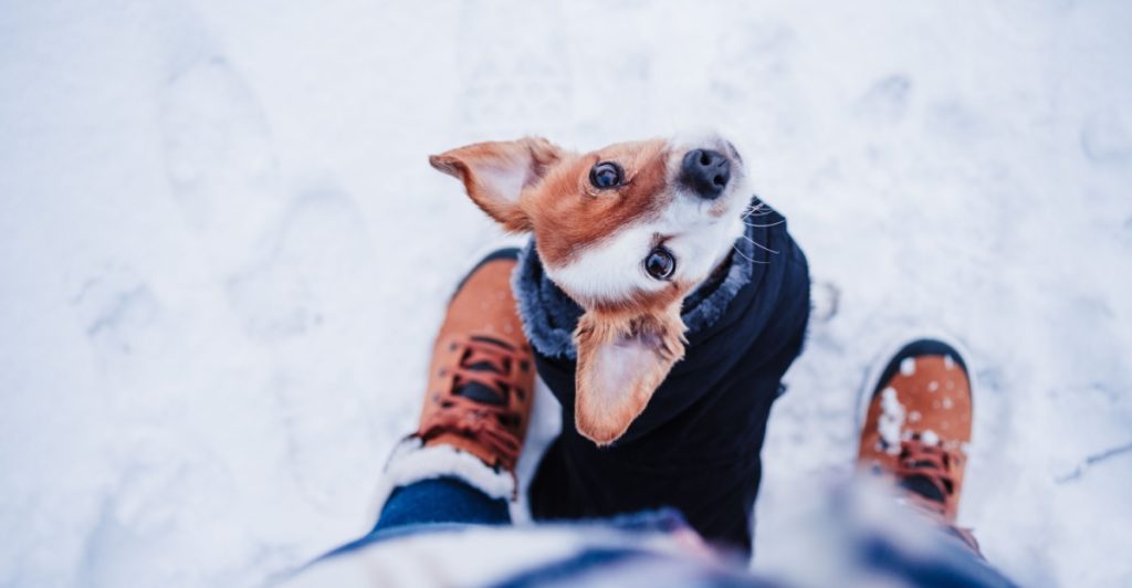 Dogs and Winter: Should They Wear a Coat?